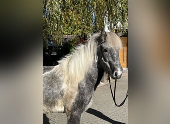 Islandpferd, Wallach, 6 Jahre, 143 cm, Schecke