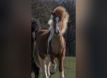 Islandpferd, Wallach, 6 Jahre, 143 cm, Schecke