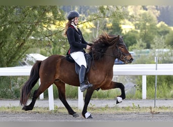 Islandpferd, Wallach, 6 Jahre, 144 cm, Brauner