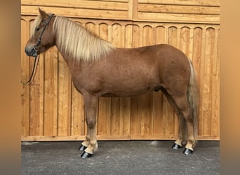 Islandpferd, Wallach, 6 Jahre, 144 cm, Fuchs
