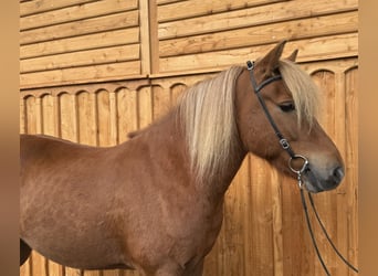 Islandpferd, Wallach, 6 Jahre, 144 cm, Fuchs