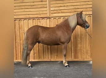 Islandpferd, Wallach, 6 Jahre, 144 cm, Fuchs