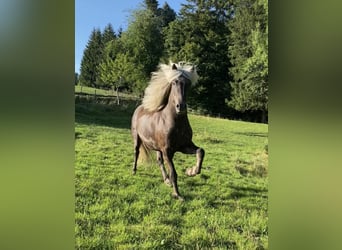 Islandpferd, Wallach, 6 Jahre, 144 cm