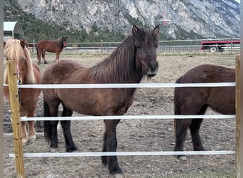 Islandpferd, Wallach, 6 Jahre, 144 cm, Rappe