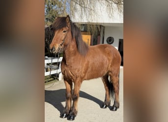 Islandpferd, Wallach, 6 Jahre, 145 cm, Brauner