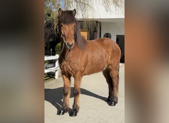 Islandpferd, Wallach, 6 Jahre, 145 cm, Brauner