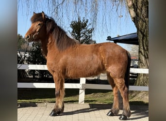 Islandpferd, Wallach, 6 Jahre, 145 cm, Brauner