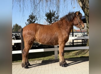 Islandpferd, Wallach, 6 Jahre, 145 cm, Brauner