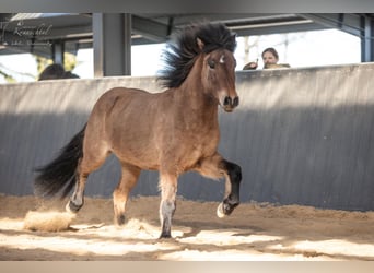 Islandpferd, Wallach, 6 Jahre, 145 cm, Falbe