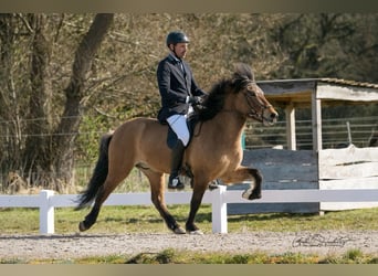 Islandpferd, Wallach, 6 Jahre, 145 cm, Falbe