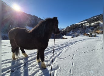 Islandpferd, Wallach, 6 Jahre, 145 cm, Rappe