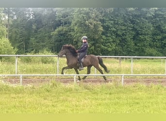 Islandpferd, Wallach, 6 Jahre, 145 cm, Rappe