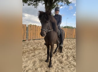 Islandpferd, Wallach, 6 Jahre, 145 cm, Rappe