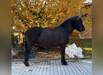 Islandpferd, Wallach, 6 Jahre, 145 cm, Rappe