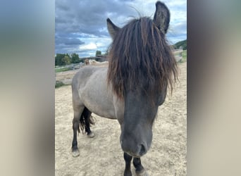 Islandpferd, Wallach, 6 Jahre, 145 cm, Roan-Blue