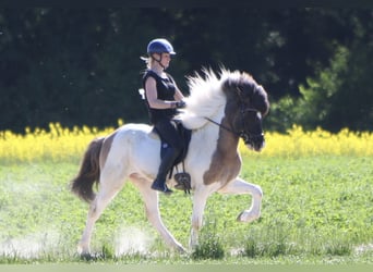 Islandpferd, Wallach, 6 Jahre, 145 cm, Schecke