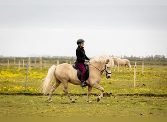 Islandpferd, Wallach, 6 Jahre, 146 cm, Palomino