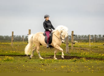 Islandpferd, Wallach, 6 Jahre, 146 cm, Palomino