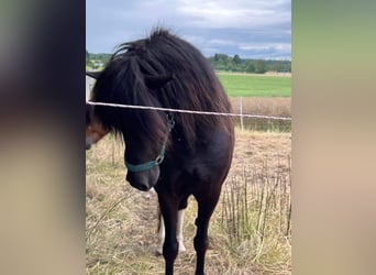 Islandpferd, Wallach, 6 Jahre, 146 cm, Schecke