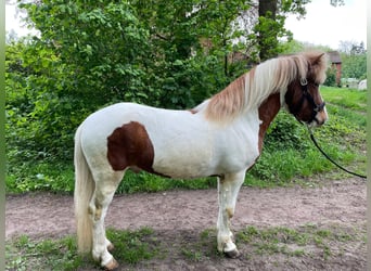 Islandpferd, Wallach, 6 Jahre, 148 cm, Schecke