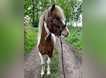 Islandpferd, Wallach, 6 Jahre, 148 cm, Schecke