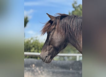 Islandpferd, Wallach, 6 Jahre, 148 cm, Schecke