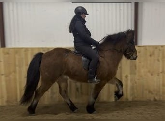 Islandpferd, Wallach, 6 Jahre, 149 cm, Brauner