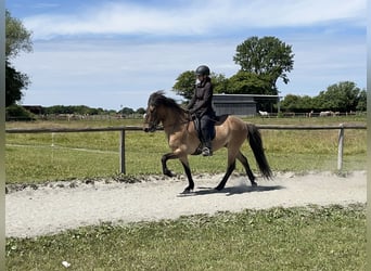 Islandpferd, Wallach, 6 Jahre, 150 cm, Falbe