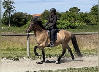 Islandpferd, Wallach, 6 Jahre, 150 cm, Falbe