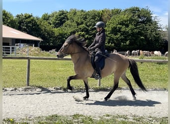 Islandpferd, Wallach, 6 Jahre, 150 cm, Falbe