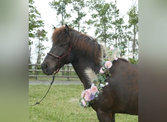 Islandpferd, Wallach, 6 Jahre, 150 cm, Rappe