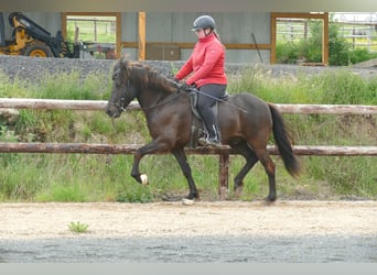 Islandpferd, Wallach, 6 Jahre, 150 cm, Rappe