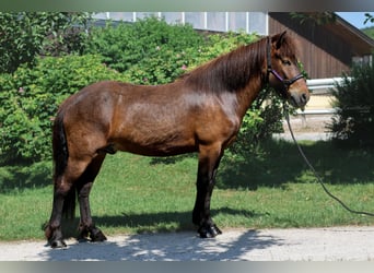 Islandpferd, Wallach, 6 Jahre, Brauner