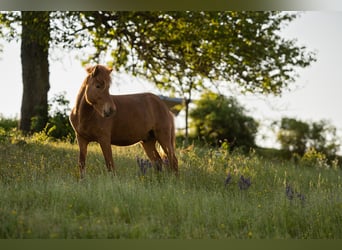 Islandpferd, Wallach, 6 Jahre, Fuchs