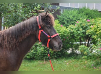 Islandpferd, Wallach, 6 Jahre, Rappe