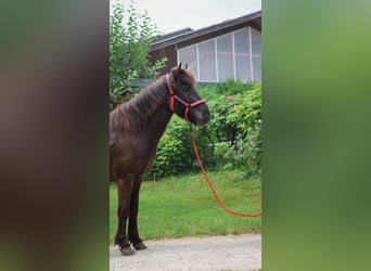 Islandpferd, Wallach, 6 Jahre, Rappe