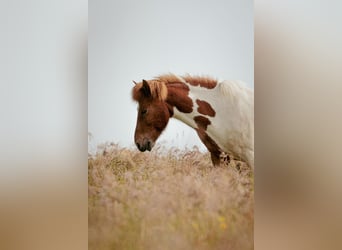 Islandpferd, Wallach, 6 Jahre, Schecke