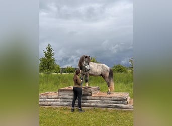 Islandpferd, Wallach, 6 Jahre, Schimmel