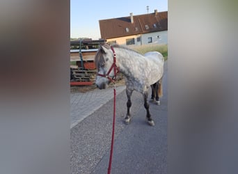 Islandpferd, Wallach, 6 Jahre, Schimmel