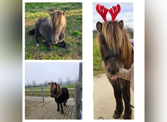 Islandpferd, Wallach, 7 Jahre, 135 cm