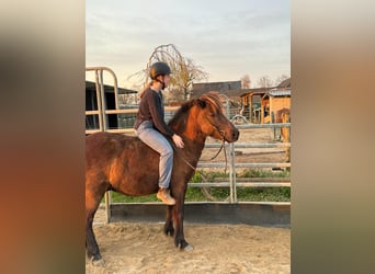 Islandpferd, Wallach, 7 Jahre, 135 cm, Rappe