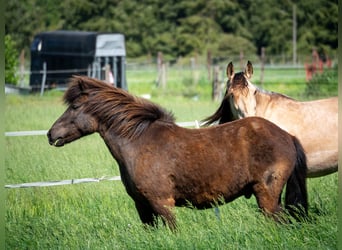 Islandpferd, Wallach, 7 Jahre, 135 cm, Rappe