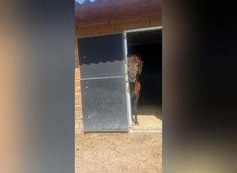 Islandpferd, Wallach, 7 Jahre, 135 cm, Rappe