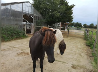 Islandpferd, Wallach, 7 Jahre, 135 cm, Rappe
