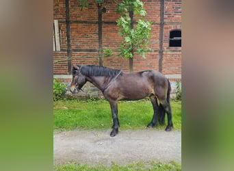 Islandpferd, Wallach, 7 Jahre, 136 cm, Dunkelbrauner