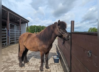 Islandpferd, Wallach, 7 Jahre, 136 cm, Dunkelfuchs