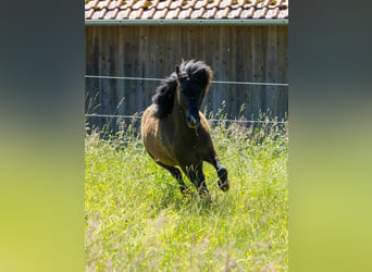 Islandpferd, Wallach, 7 Jahre, 136 cm, Dunkelfuchs