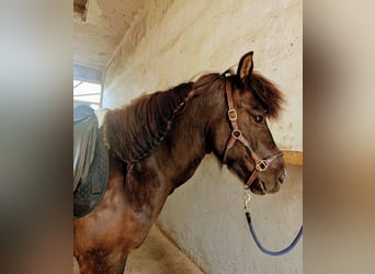 Islandpferd, Wallach, 7 Jahre, 136 cm, Dunkelfuchs