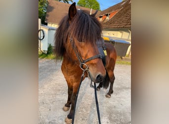 Islandpferd, Wallach, 7 Jahre, 136 cm