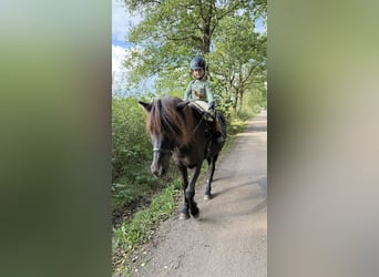 Islandpferd, Wallach, 7 Jahre, 136 cm, Rappe